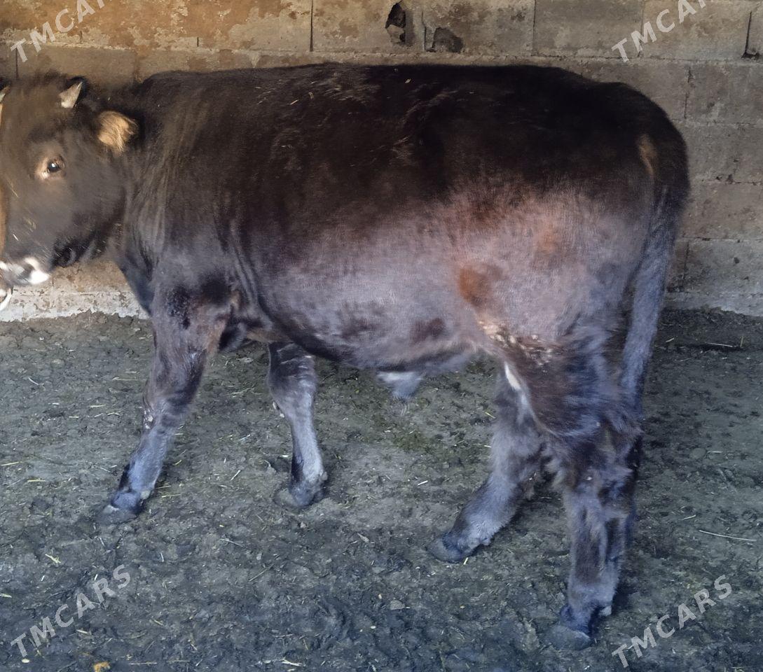 okiz - Бахарден - img 1