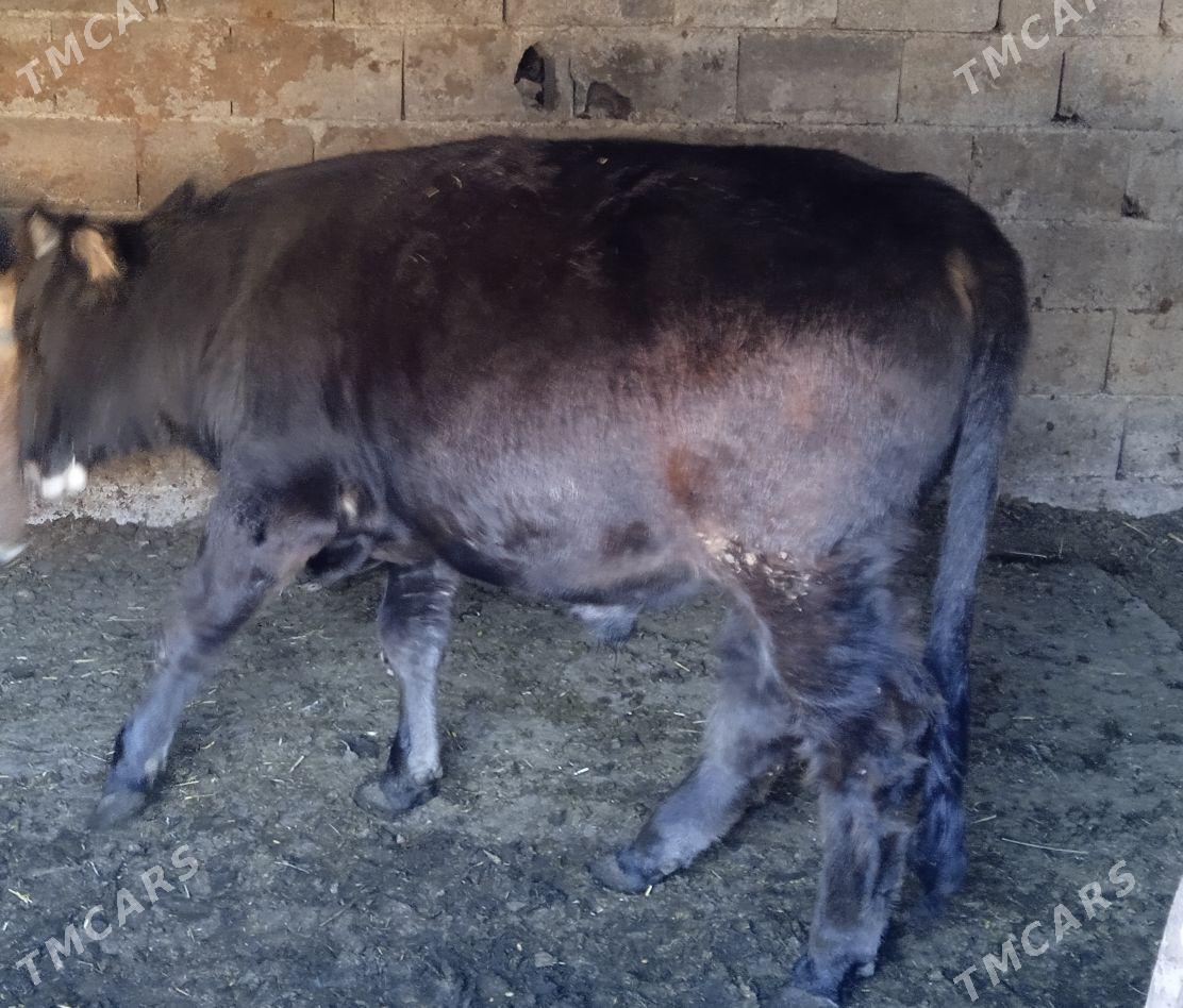 okiz - Бахарден - img 2