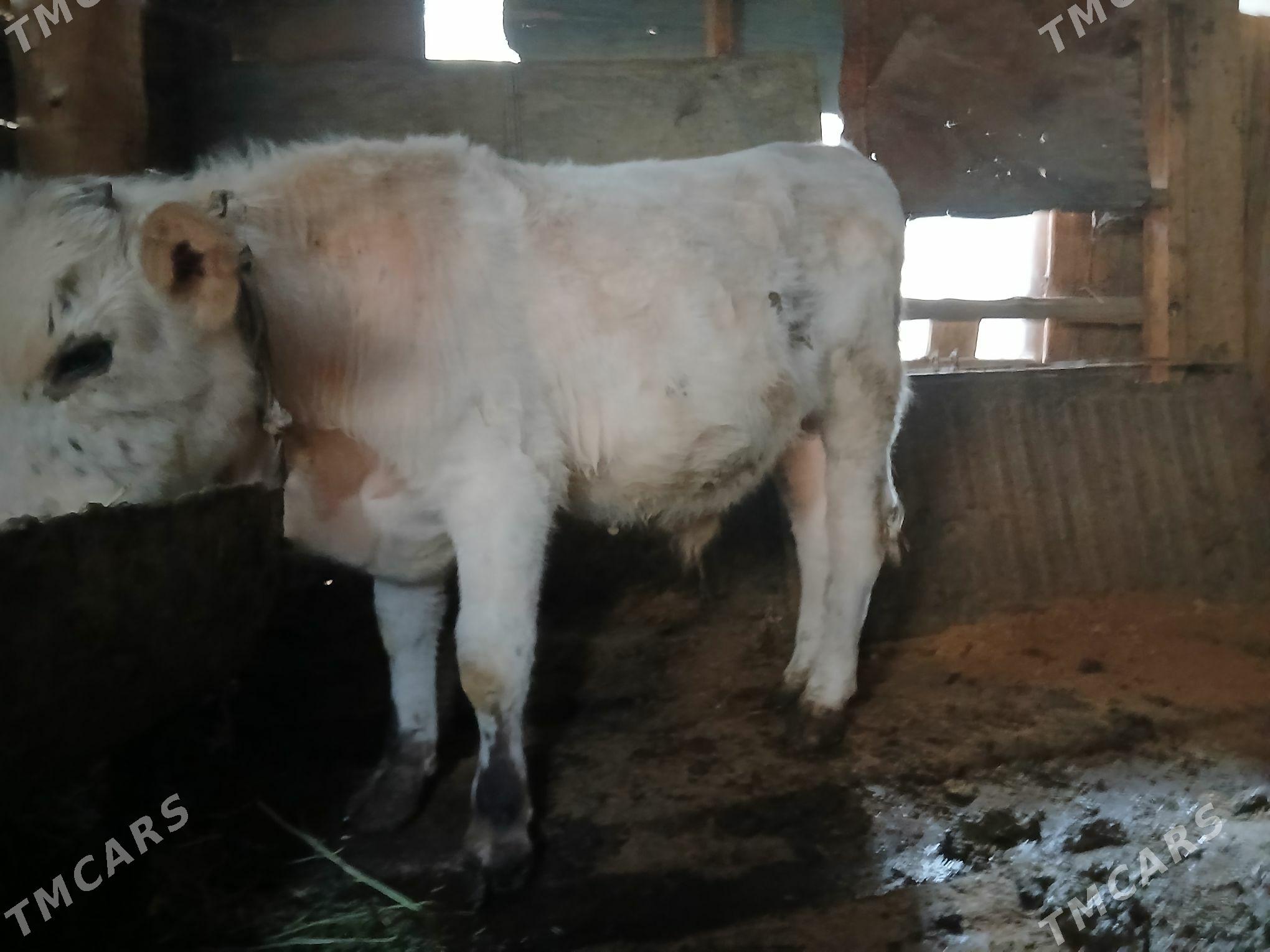 Öküz - Гызыларбат - img 2