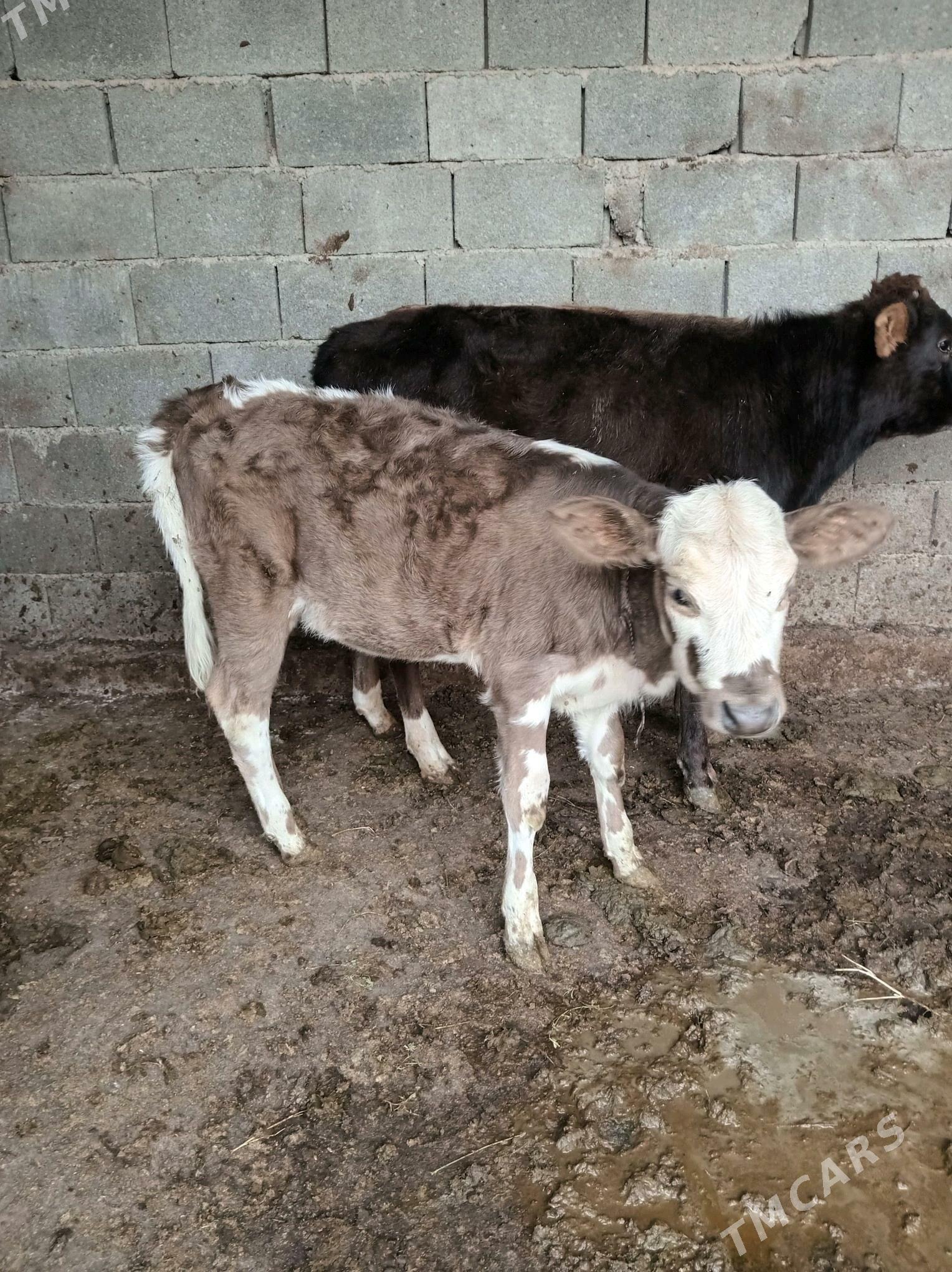 tuwe - Бузмеин - img 2