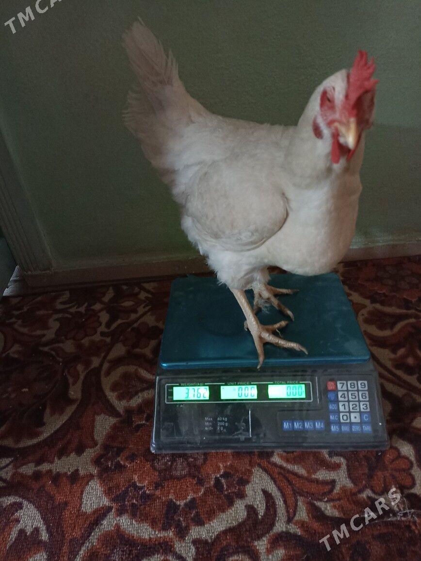 gigant towuk ýumurtga - Мары - img 8