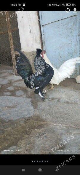 gigant towuk ýumurtga - Мары - img 6