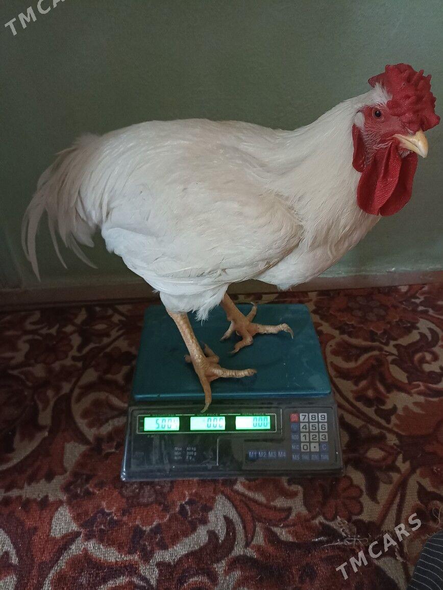 gigant towuk ýumurtga - Мары - img 7