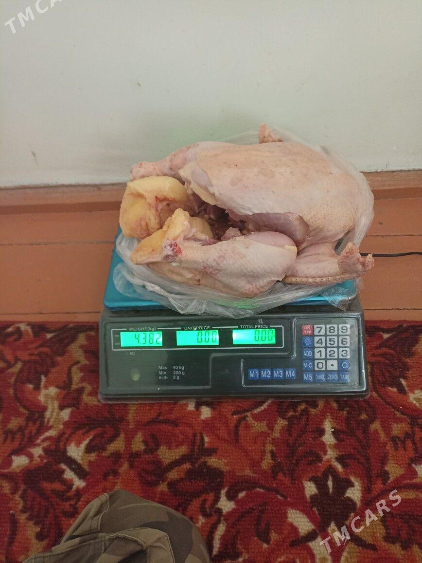 gigant towuk ýumurtga - Мары - img 4