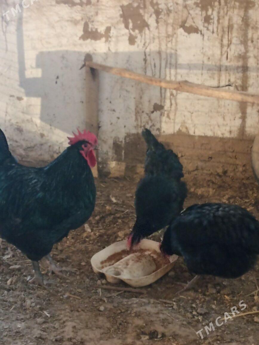 gigant towuk ýumurtga - Мары - img 5