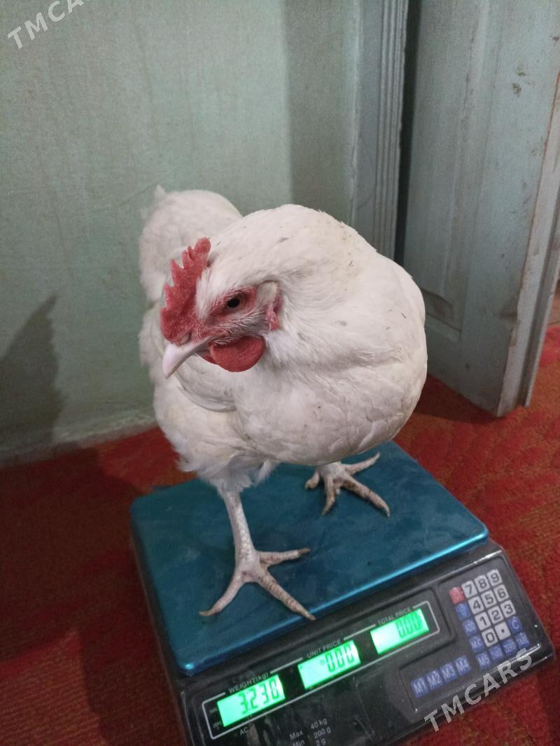 gigant towuk ýumurtga - Мары - img 3