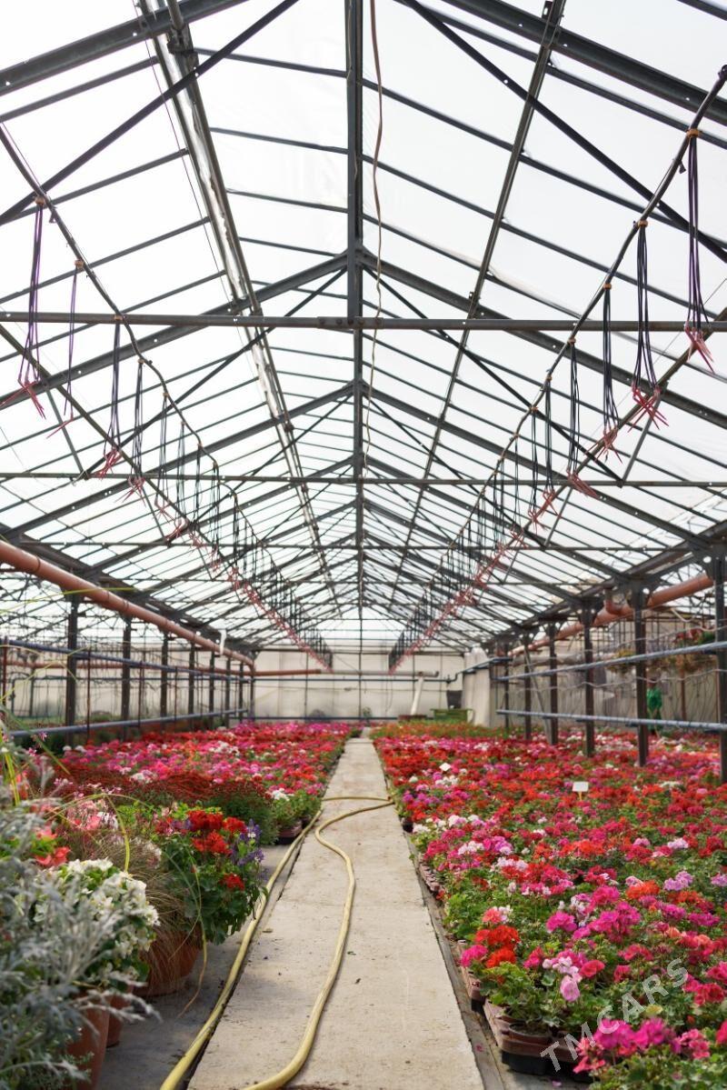 Parnik (Teplissa) - Tejen - img 1