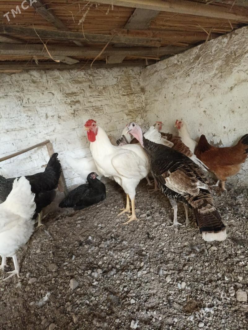 gigant towuk ýumurtga - Мары - img 2