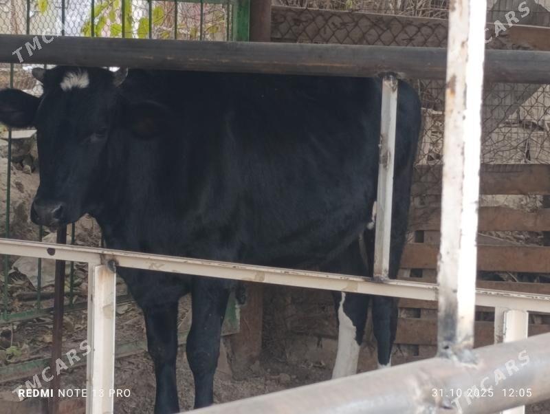 Cýorniý pýostura Bogaz - Ашхабад - img 1