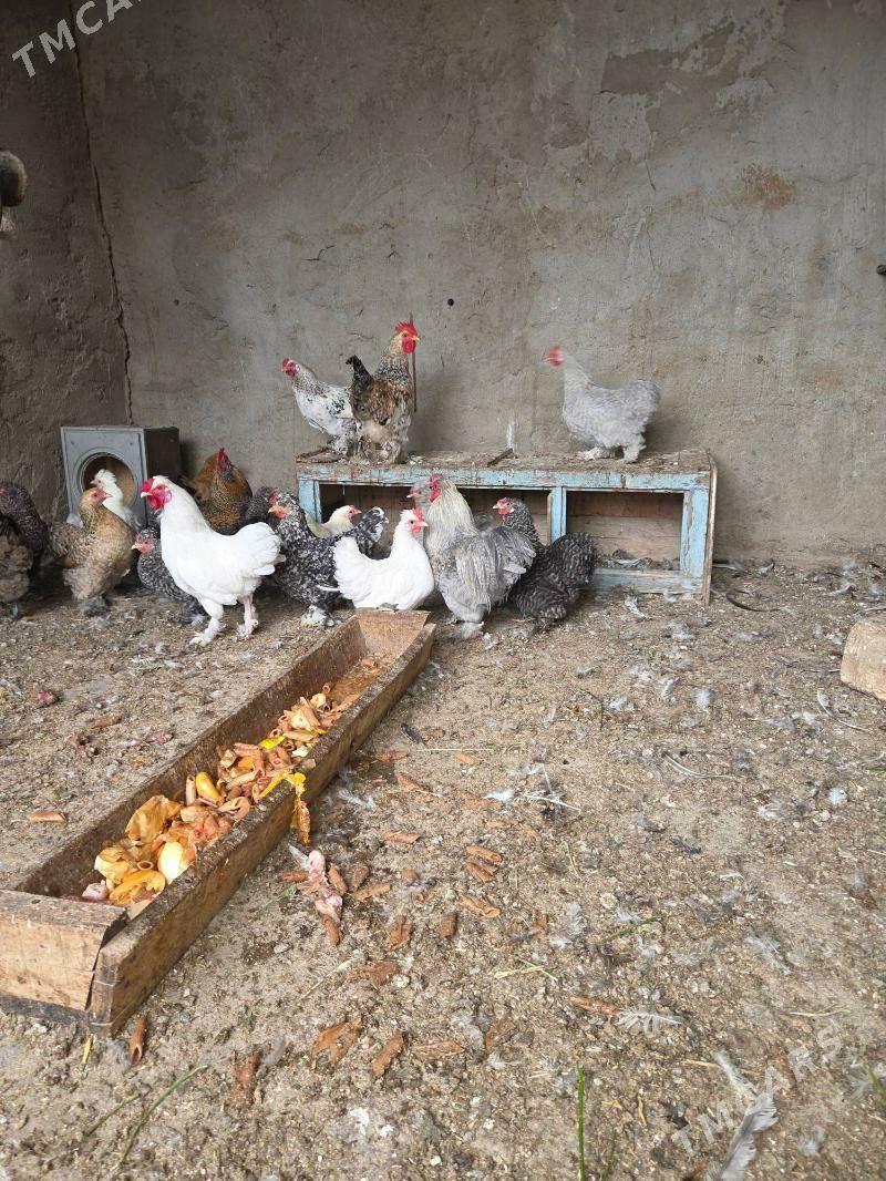 Karlik horaz maki - Ашхабад - img 3