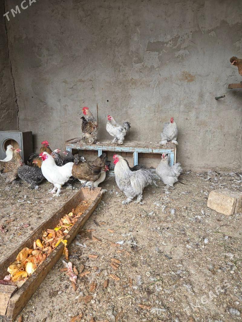 Karlik horaz maki - Ашхабад - img 2