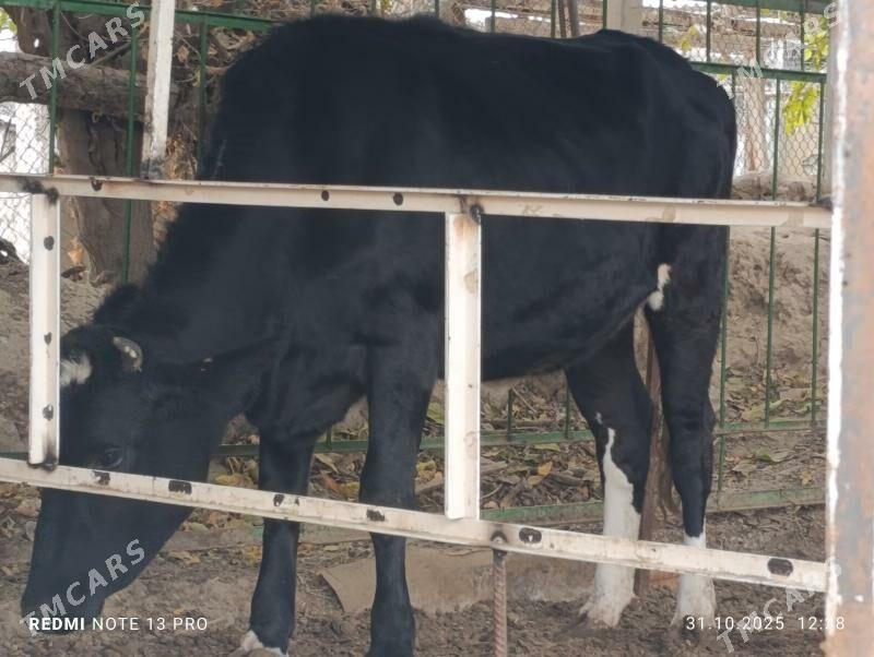 Cýorniý pýostura Bogaz - Aşgabat - img 2