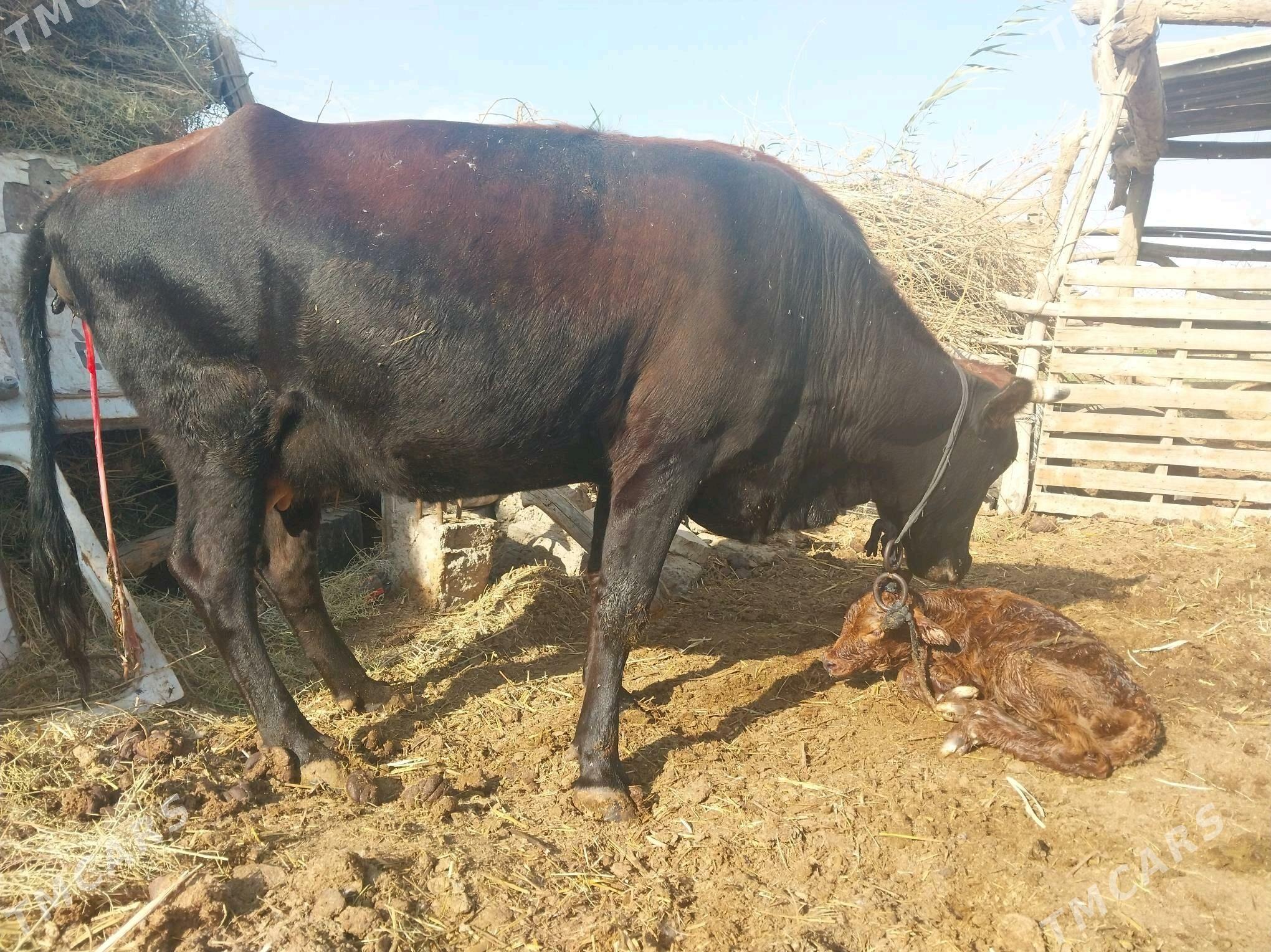 Göleli sygyr - Wekilbazar - img 4