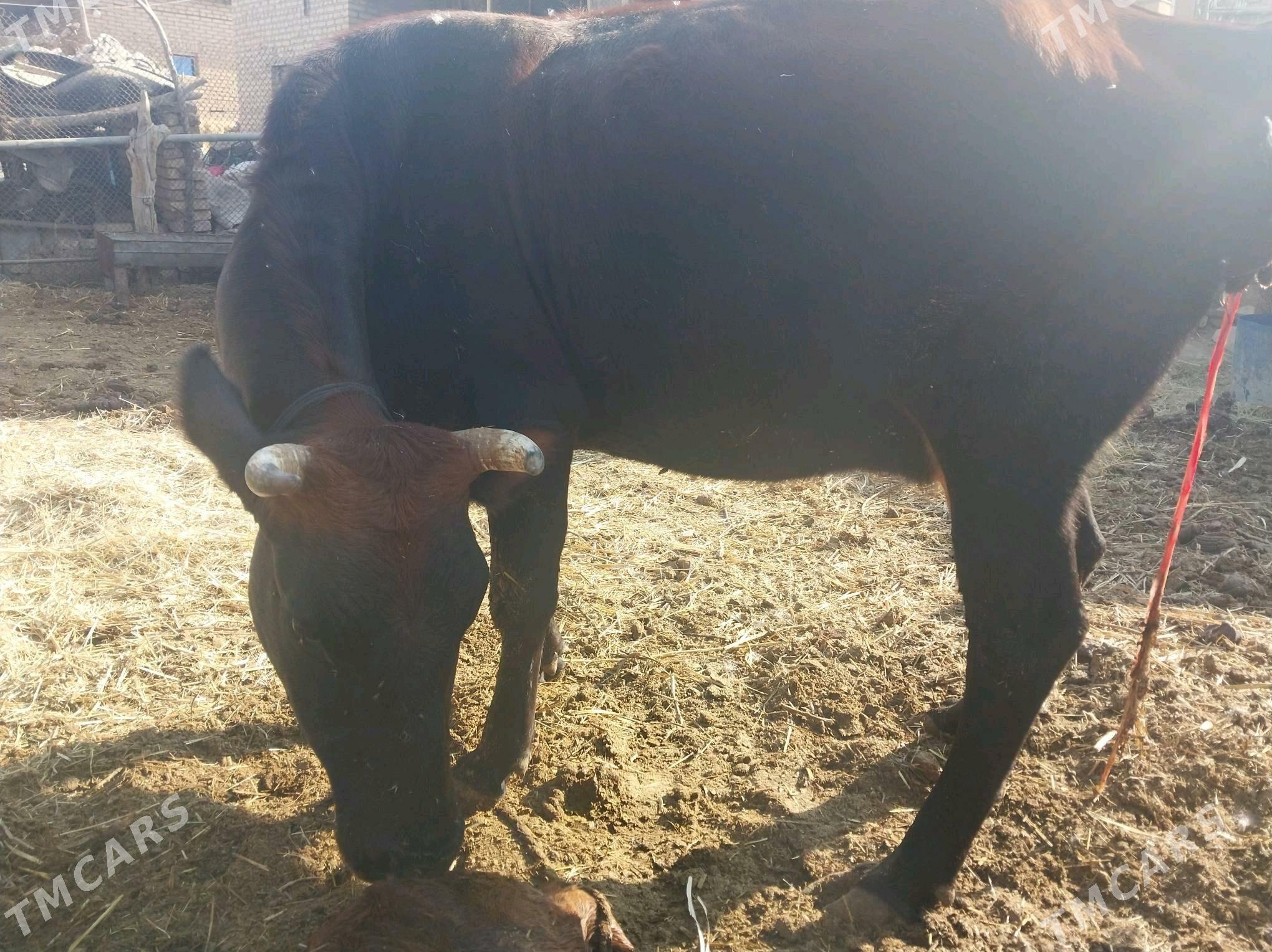 Göleli sygyr - Wekilbazar - img 5