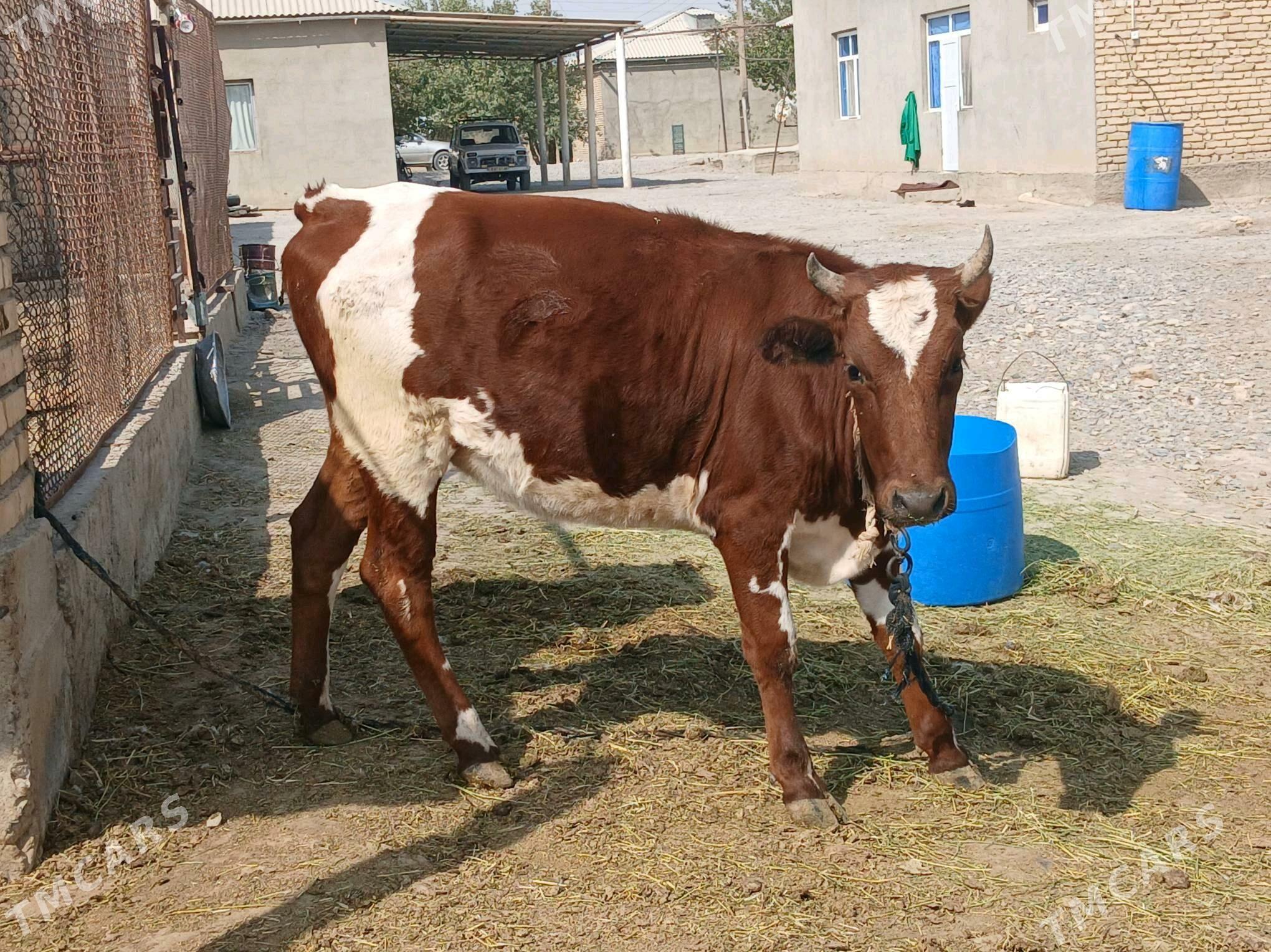 TUWE yeri MÄNE - Tejen - img 1