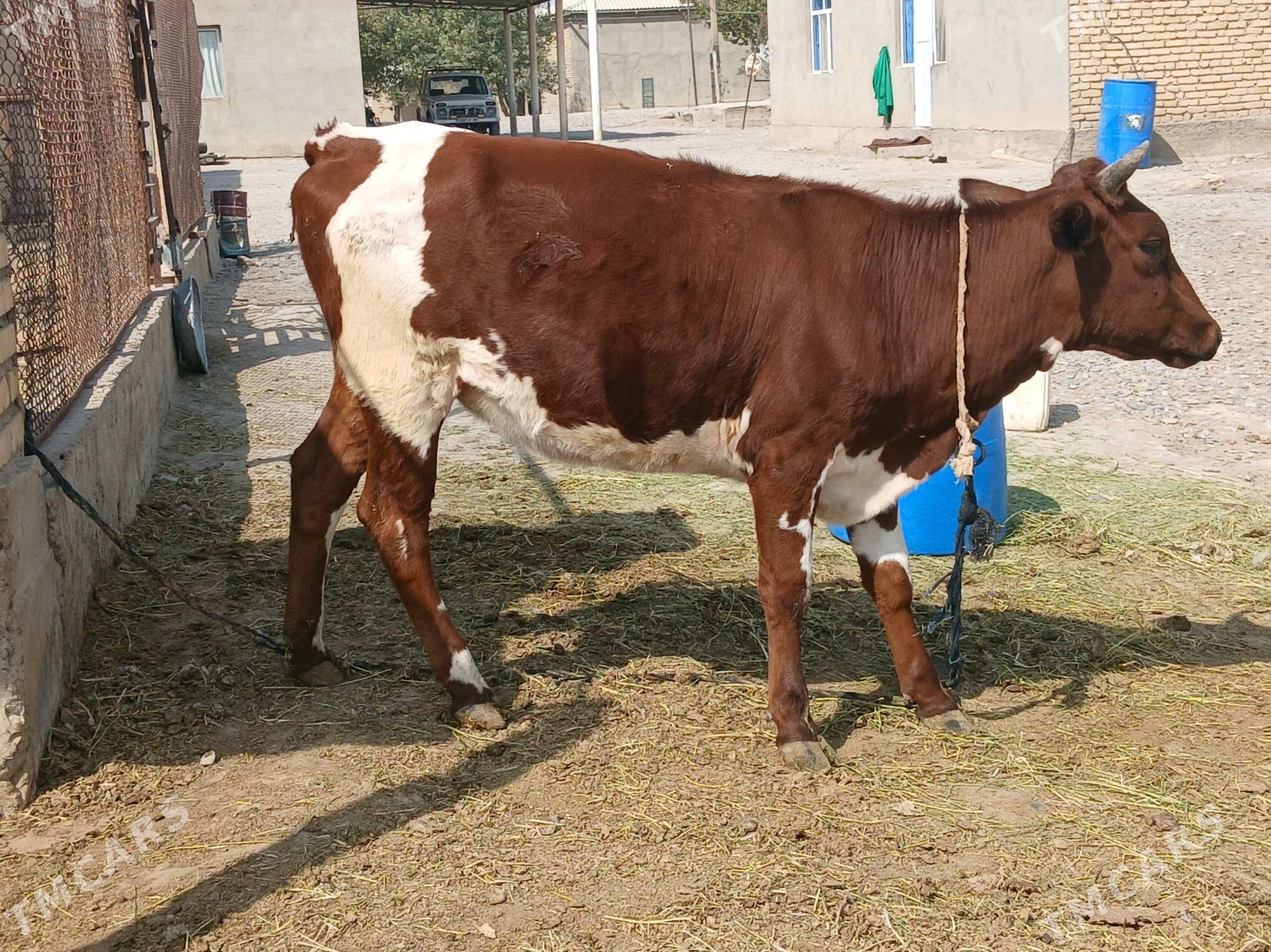 TUWE yeri MÄNE - Tejen - img 2