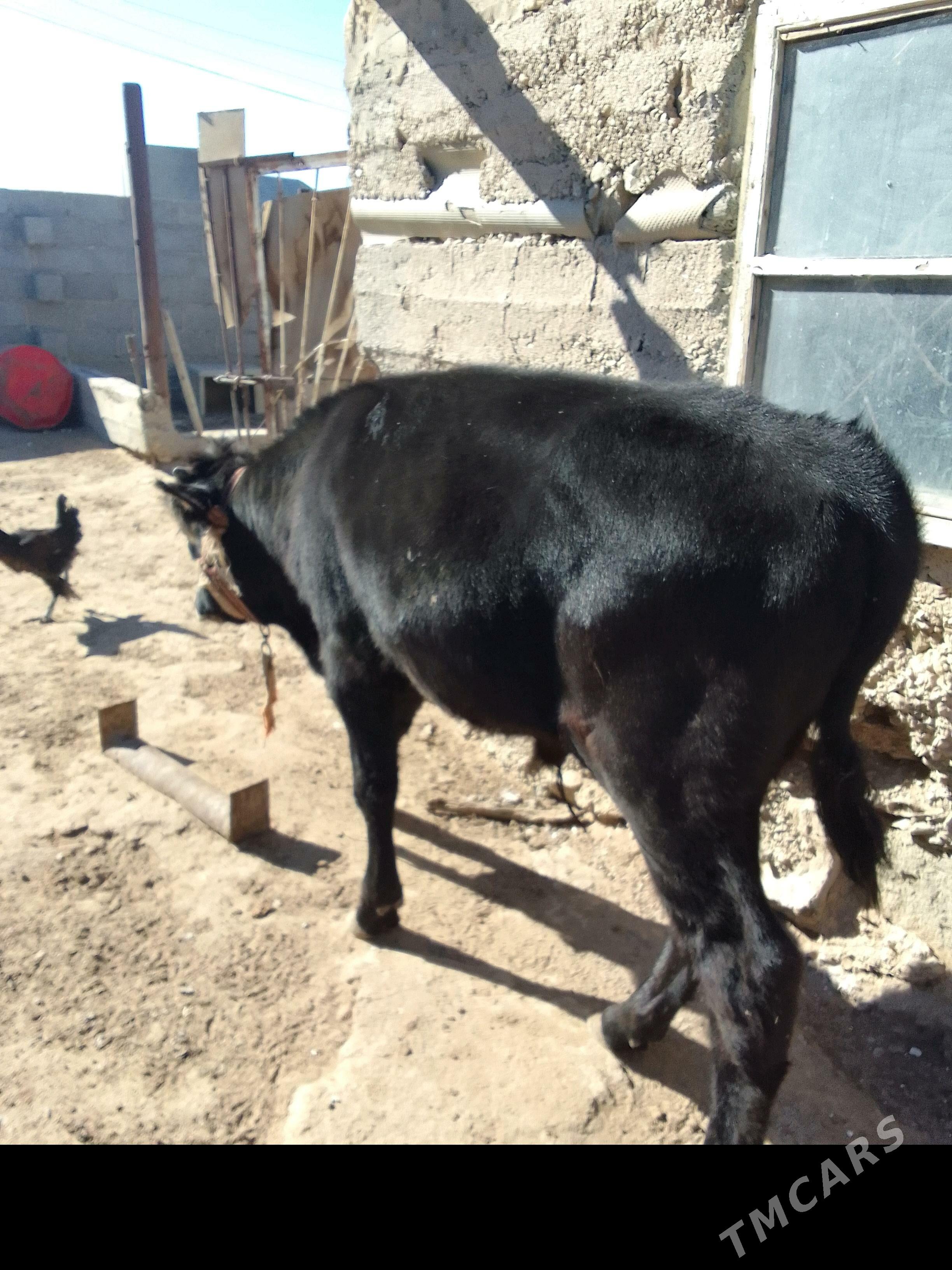 okuz - Гумдаг - img 2