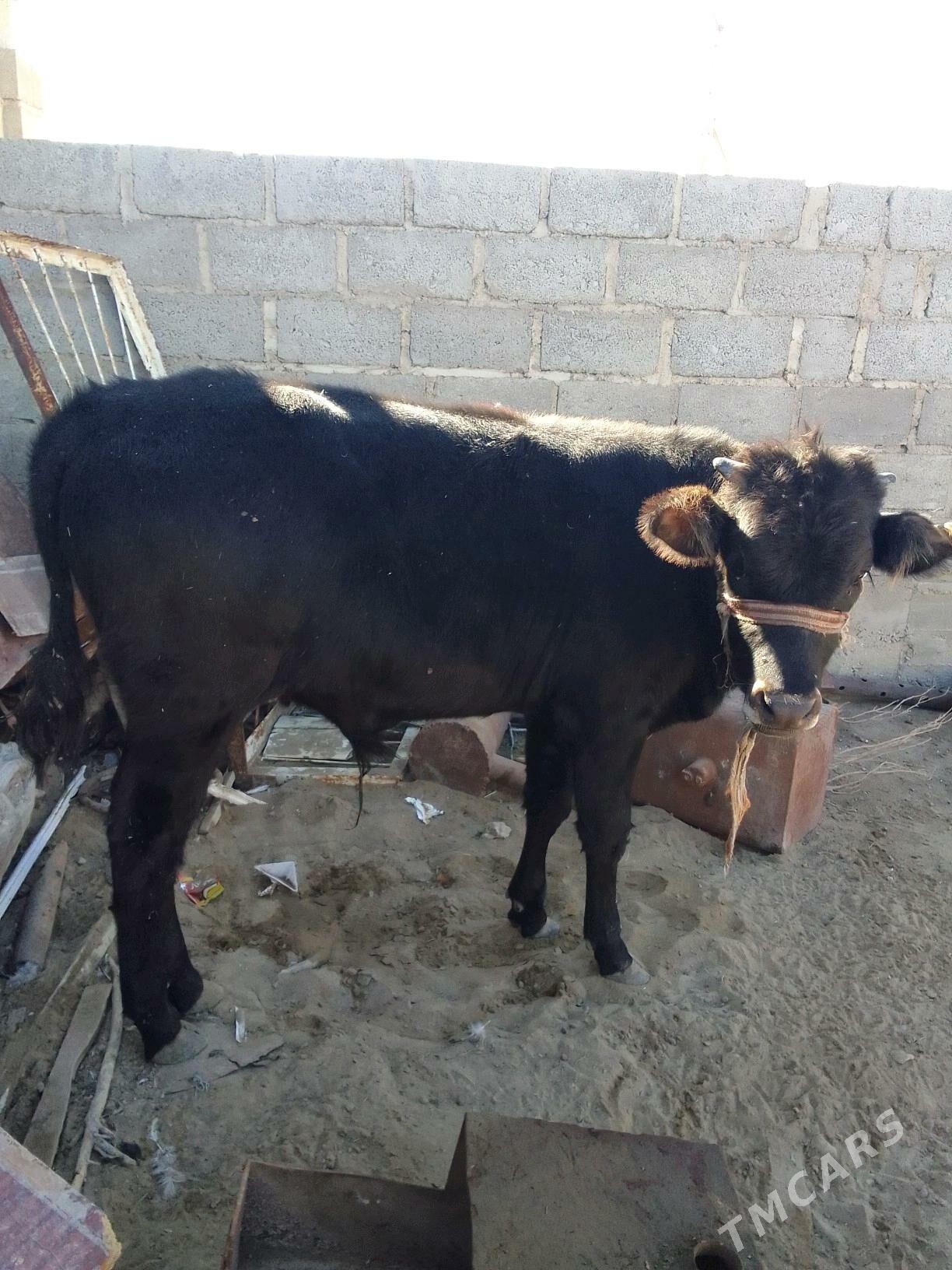 okuz - Гумдаг - img 3