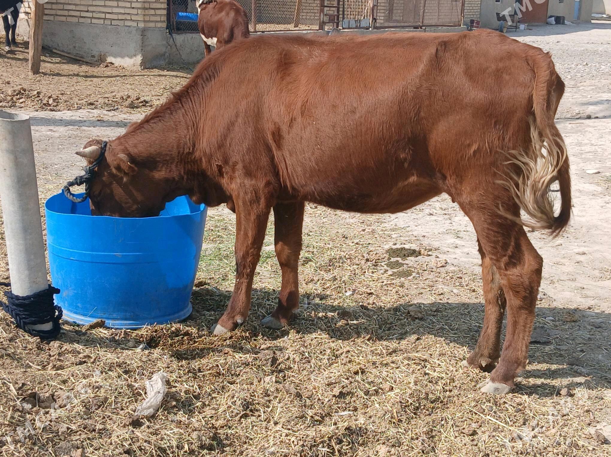 SYGYR yeri MÄNE - Tejen - img 1