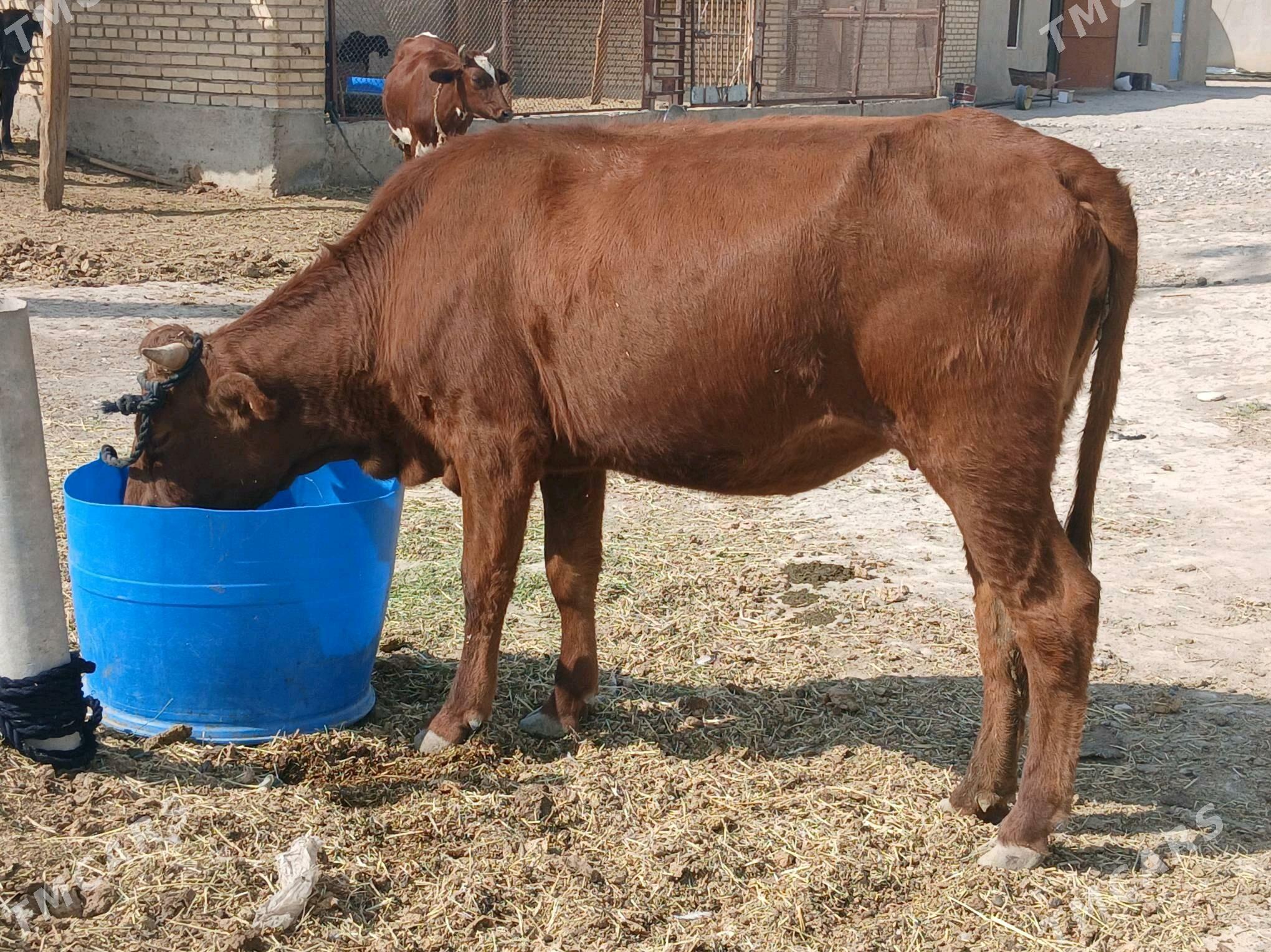 SYGYR yeri MÄNE - Tejen - img 2