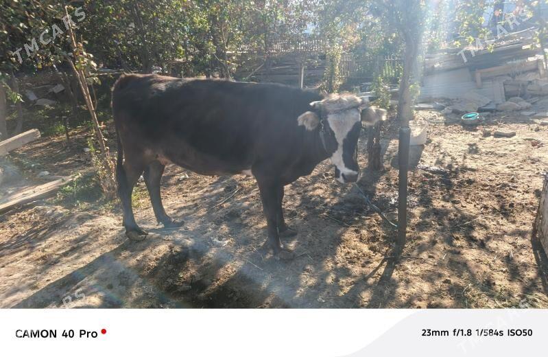 Sygyr Bakylan - Bäherden - img 4