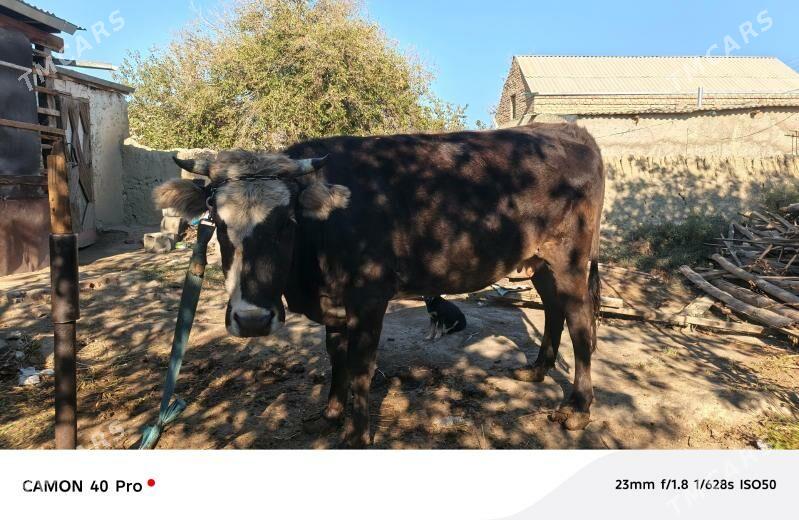 Sygyr Bakylan - Bäherden - img 2