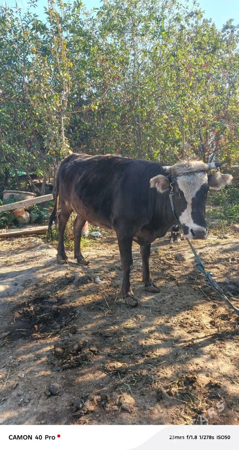 Sygyr Bakylan - Bäherden - img 1