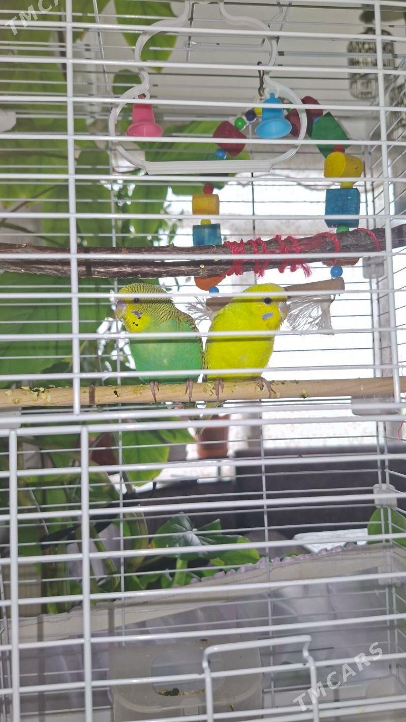 попугаи с клеткой - Ашхабад - img 4