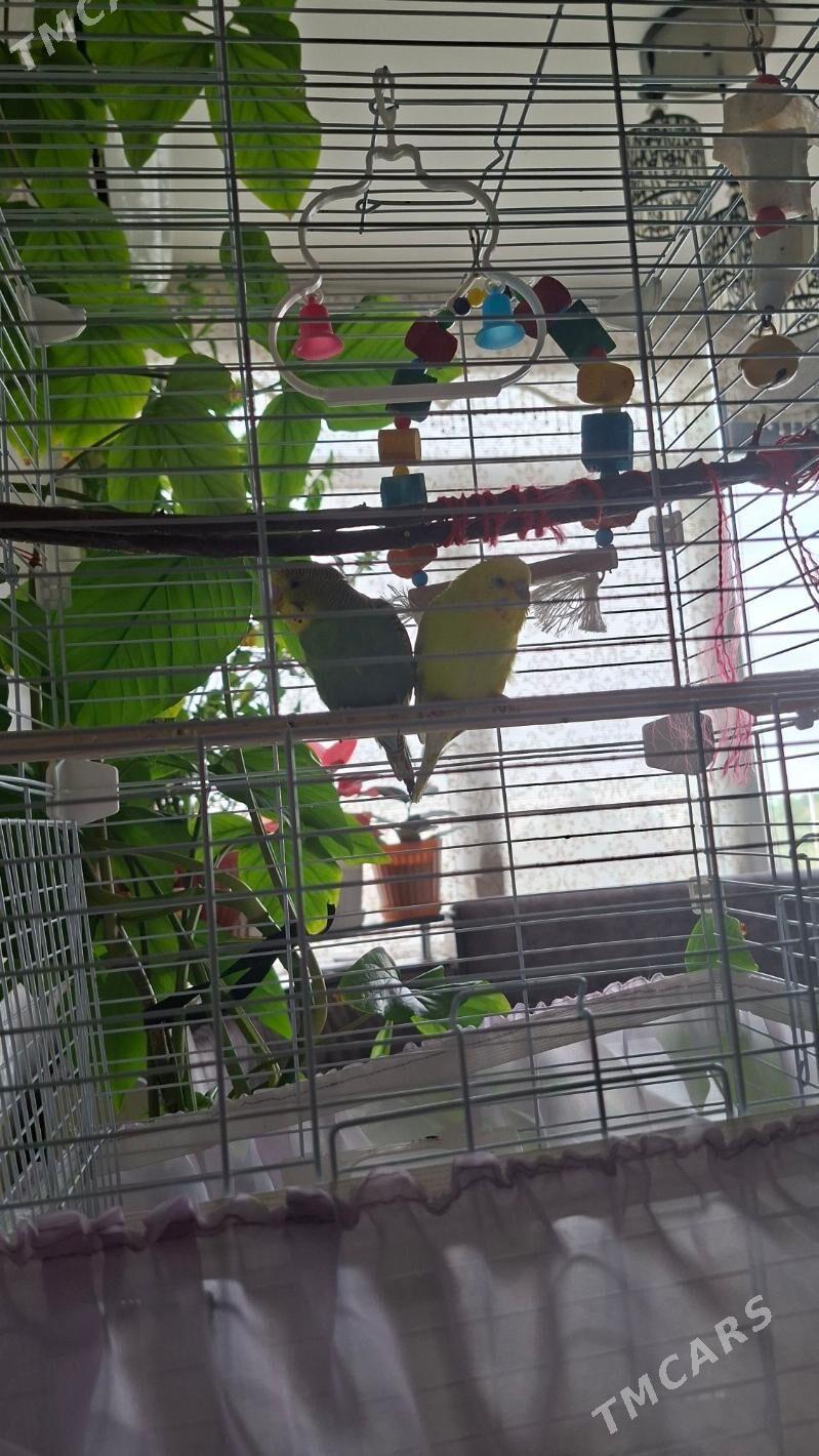 попугаи с клеткой - Ашхабад - img 2