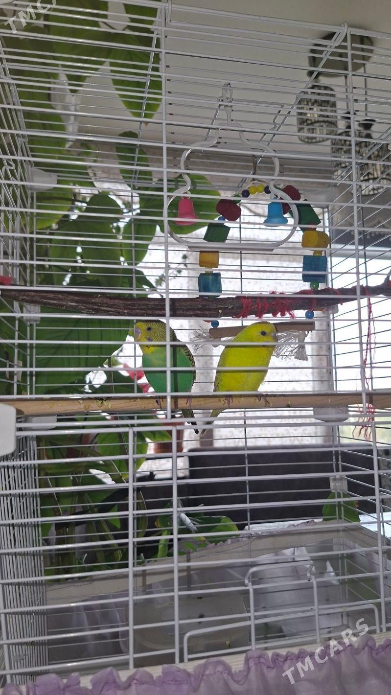 попугаи с клеткой - Ашхабад - img 3