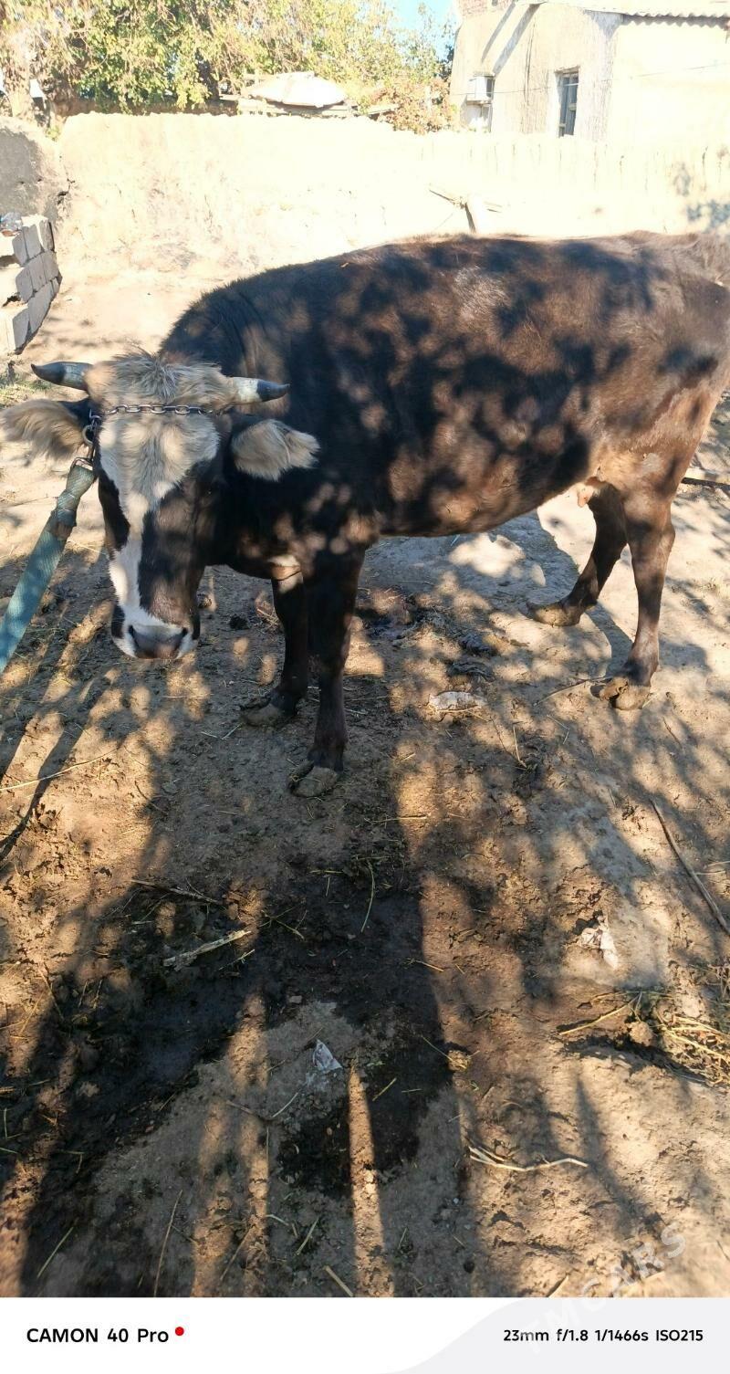 Sygyr Bakylan - Bäherden - img 3