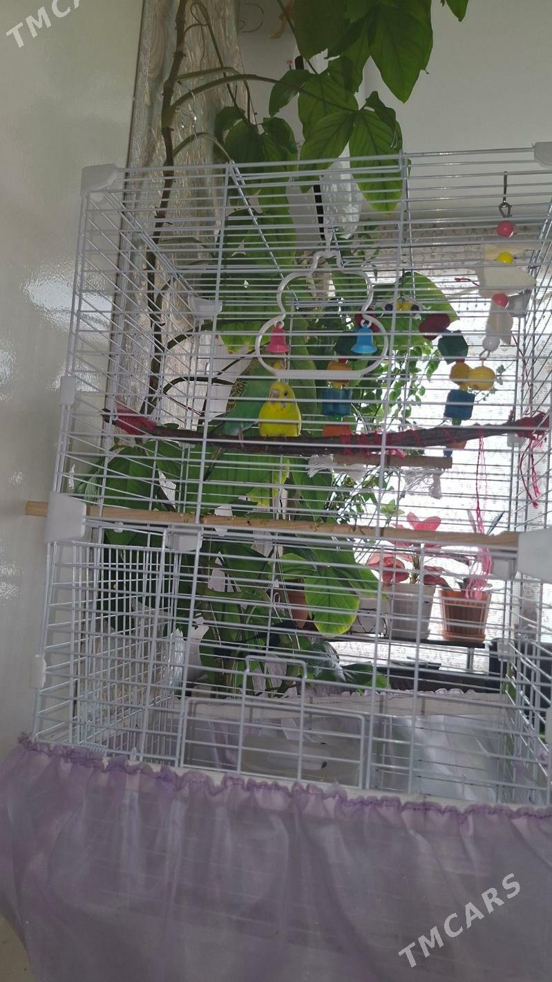 попугаи с клеткой - Ашхабад - img 1