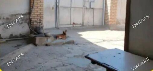 howly jay 1mikr - Mary - img 6