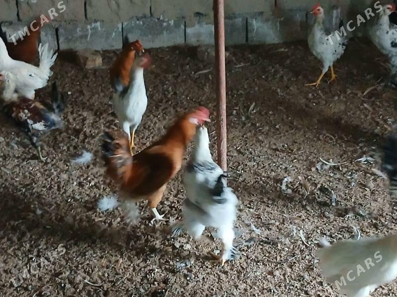 horaz - Гёкдже - img 2