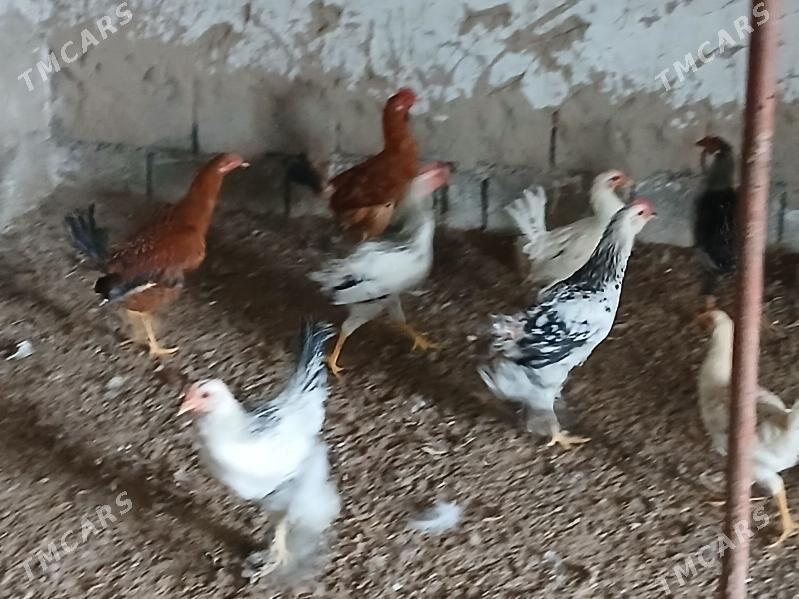 horaz - Гёкдже - img 4