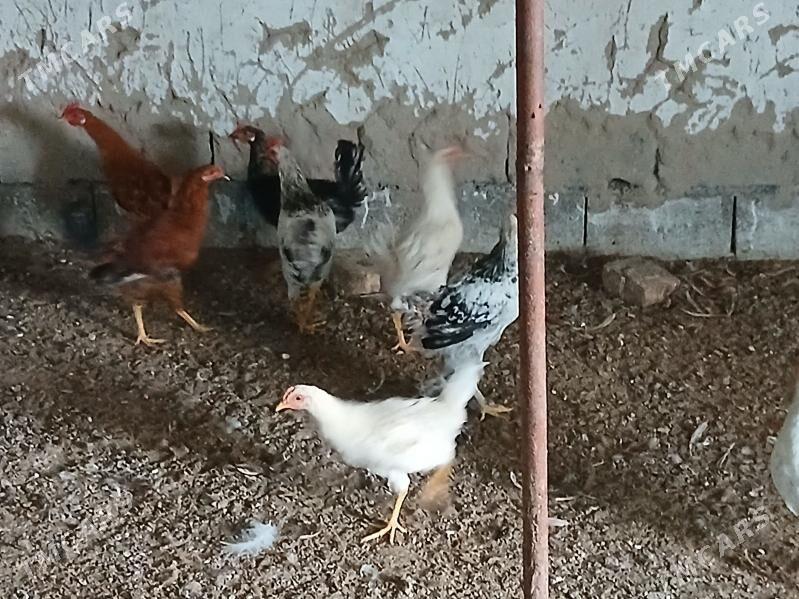 horaz - Гёкдже - img 5