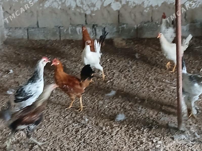 horaz - Гёкдже - img 3