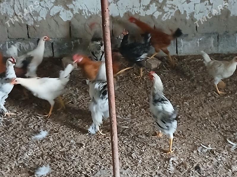 horaz - Гёкдже - img 7