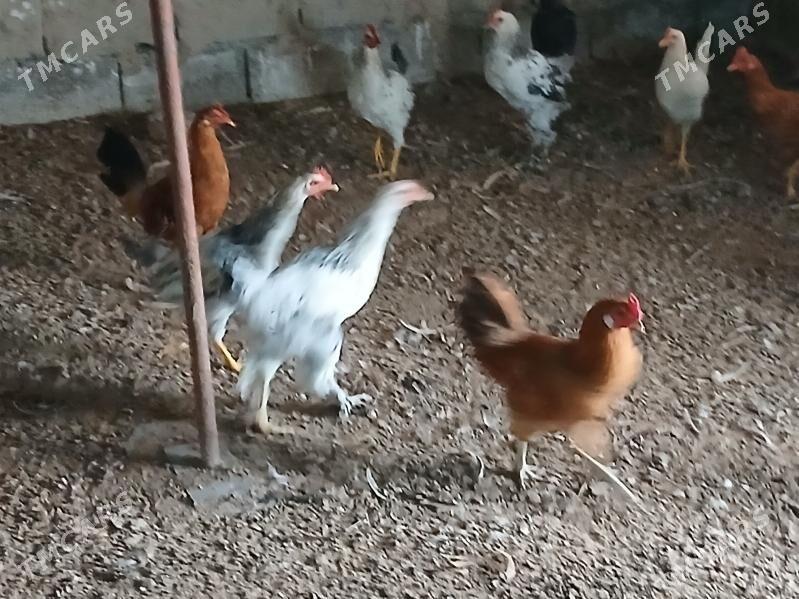 horaz - Гёкдже - img 1