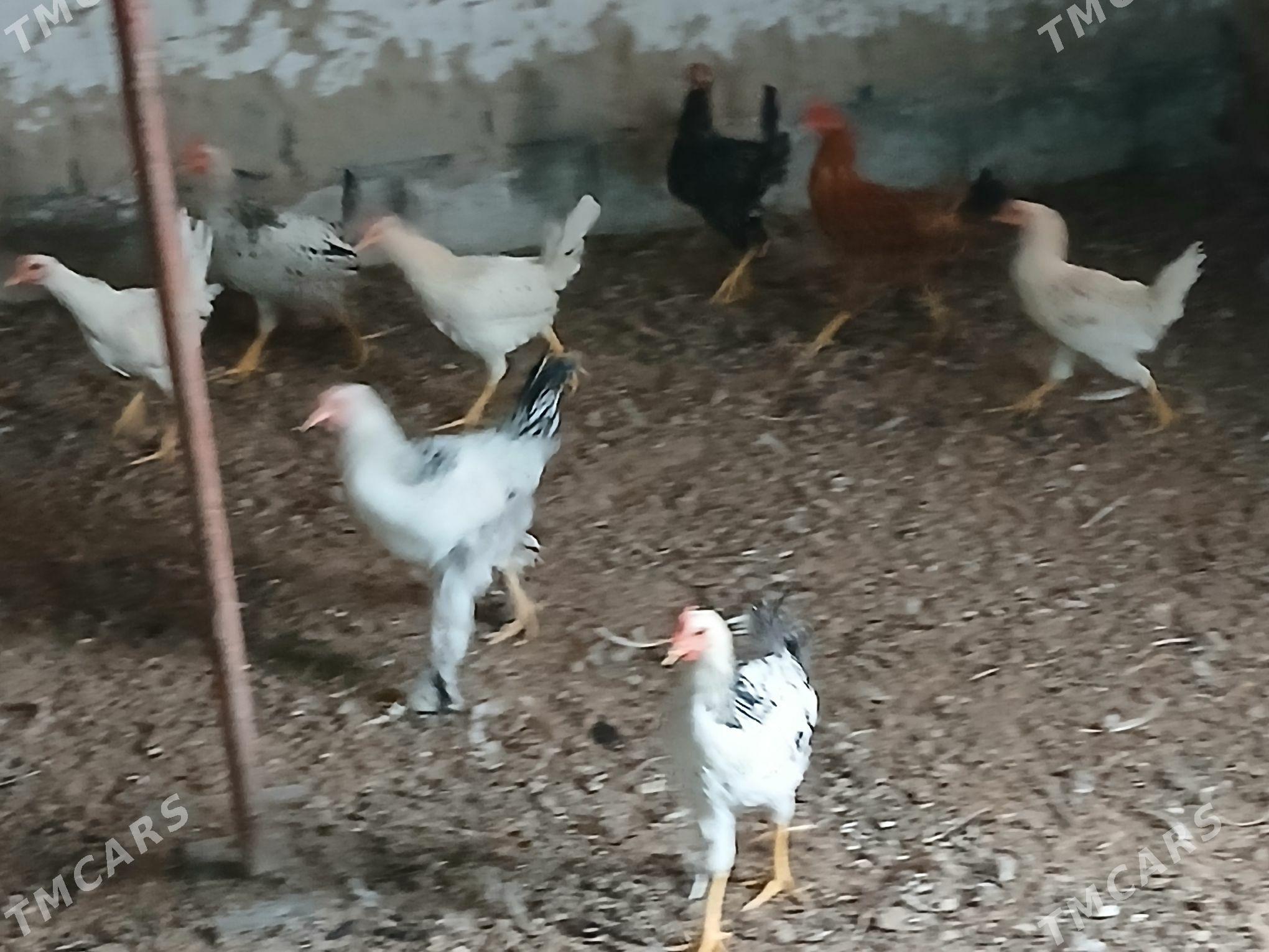 horaz - Гёкдже - img 8