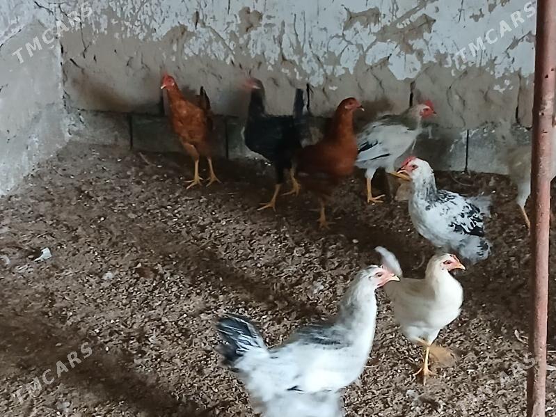 horaz - Гёкдже - img 6