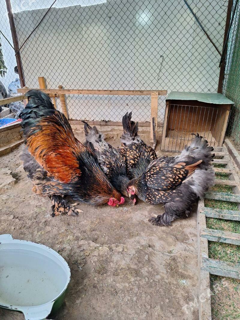 brama - Aşgabat - img 3