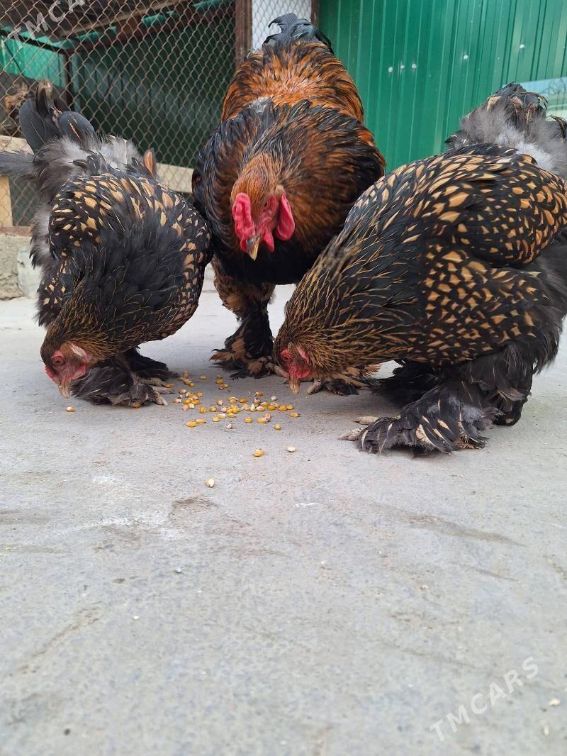 brama - Aşgabat - img 4