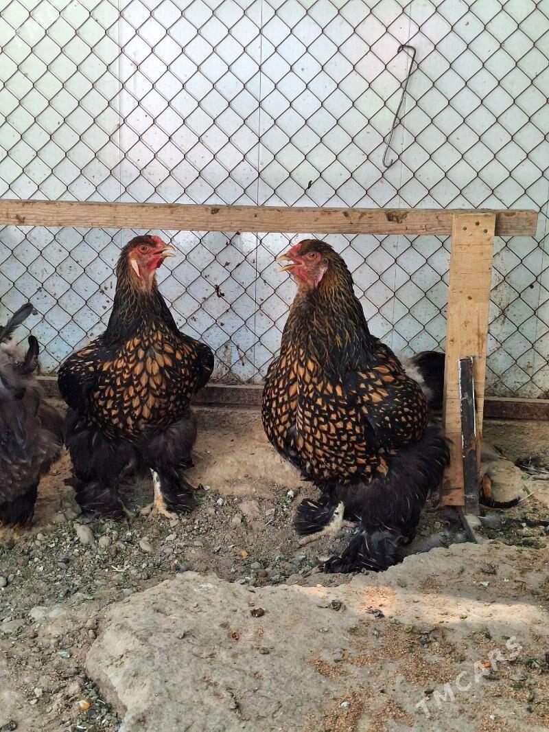 brama - Aşgabat - img 5