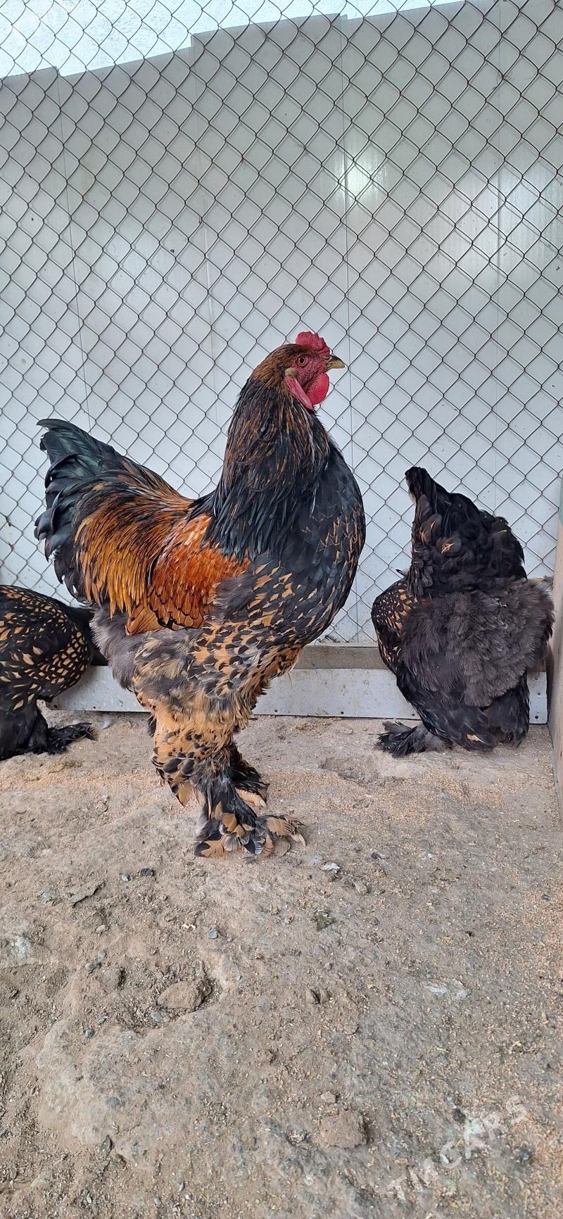 brama - Aşgabat - img 1