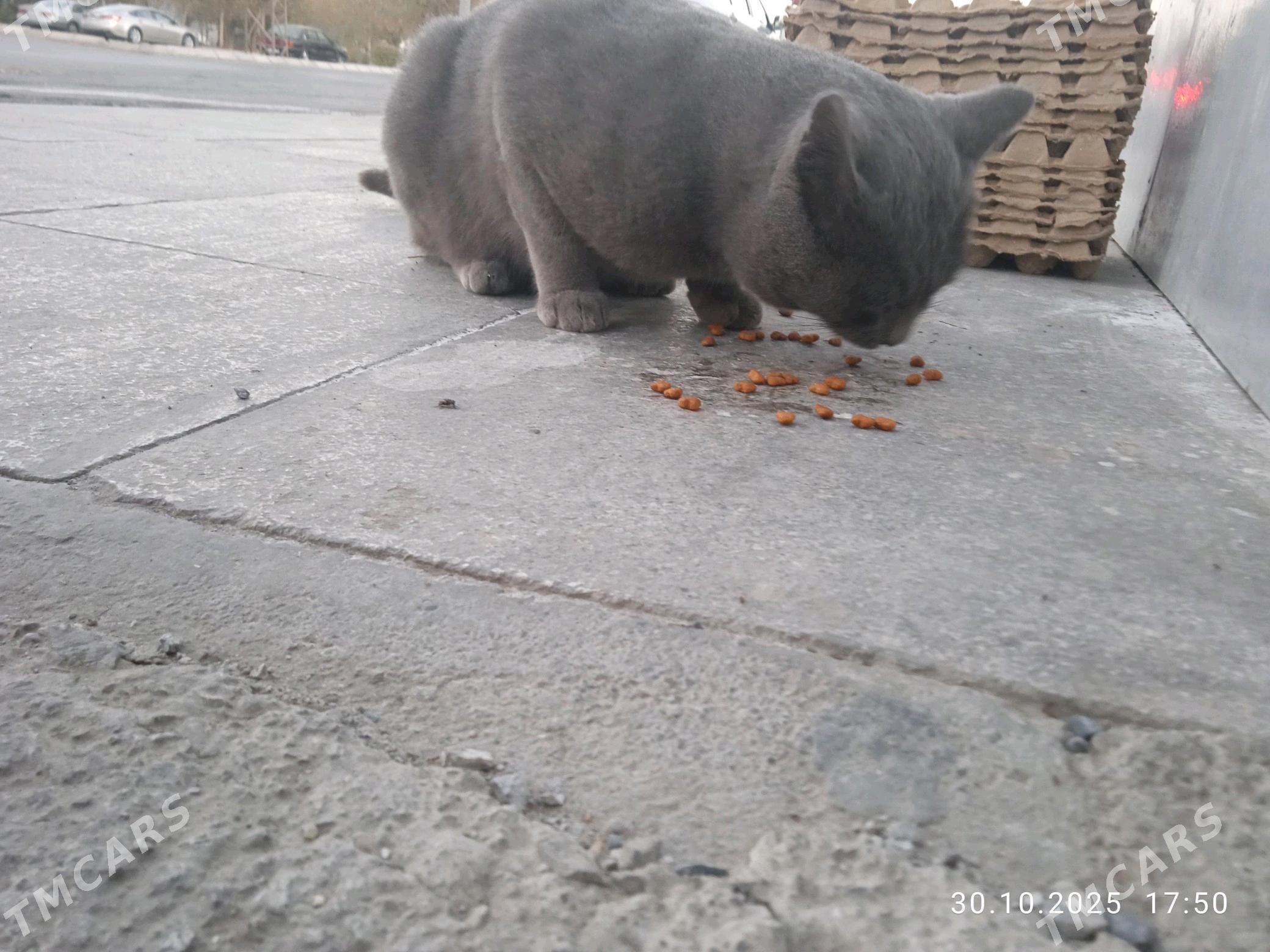 Pisik - Мары - img 4