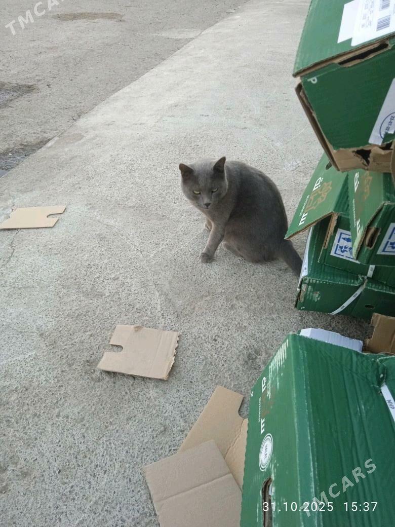 Pisik - Мары - img 3