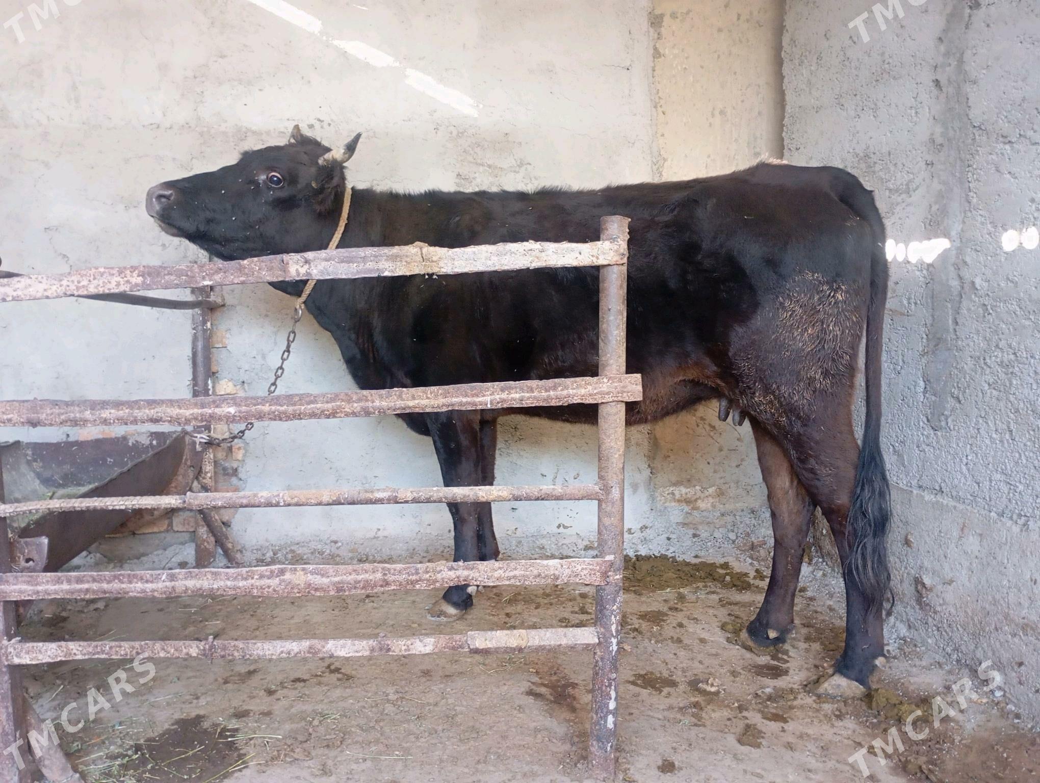 sygyr - Bäherden - img 1