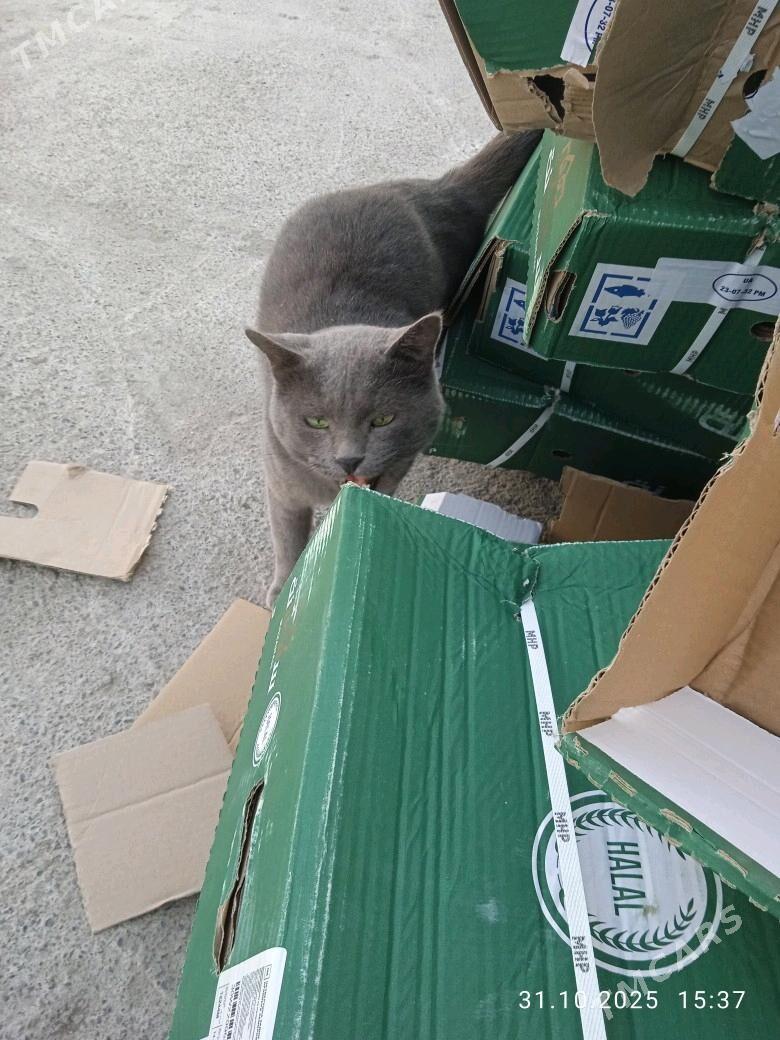 Pisik - Мары - img 2