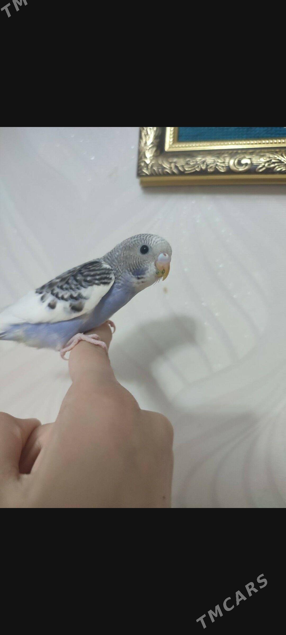 домашние животные - Ашхабад - img 2